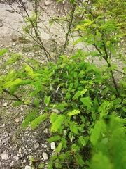 Vachellia campechiana