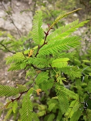 Vachellia campechiana