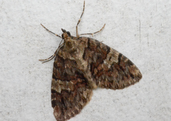 Hydriomena speciosata