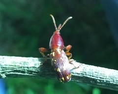Arrhenodes