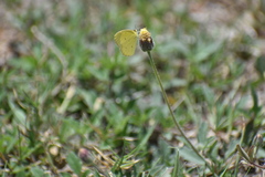 Pyrisitia lisa centralis