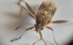 Stictopleurus scutellaris