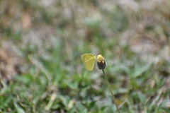 Pyrisitia lisa centralis