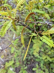 Vachellia campechiana