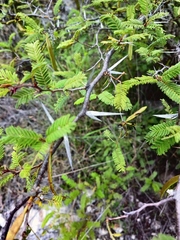 Vachellia campechiana