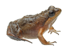 Microbatrachella capensis