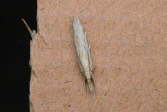 Agriphila straminella