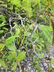 Vachellia campechiana