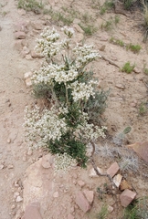 Eriogonum microtheca simpsonii