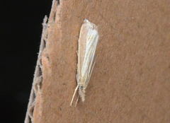 Agriphila straminella