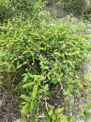 Vachellia campechiana