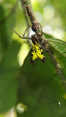 Micrathena decorata