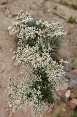 Eriogonum microtheca simpsonii