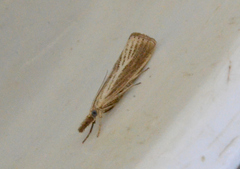 Agriphila straminella