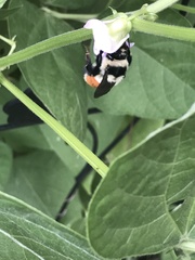 Bombus ternarius