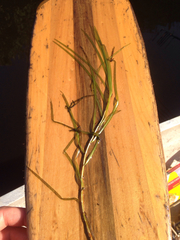Potamogeton epihydrus