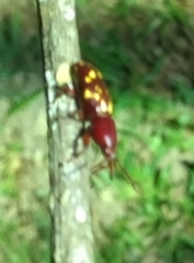 Arrhenodes