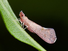 Apache degeeri