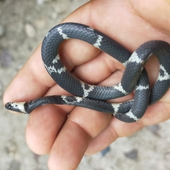 Tropidodipsas philippii