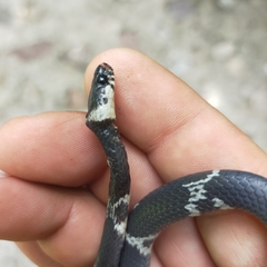 Tropidodipsas philippii