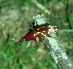 Arrhenodes