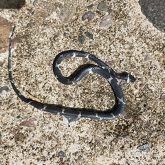 Tropidodipsas philippii