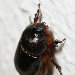 Temnorhynchus baal