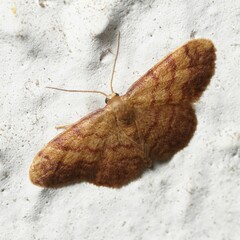 Idaea purpureomarginata