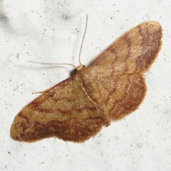 Idaea purpureomarginata
