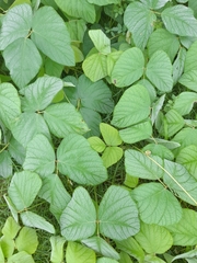 Mucuna pruriens