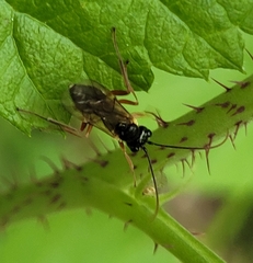 Tryphoninae