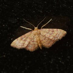 Idaea purpureomarginata