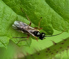 Tryphoninae