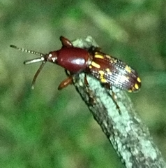 Arrhenodes