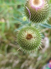 Cirsium ukranicum