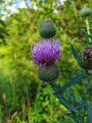 Cirsium ukranicum