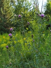Cirsium ukranicum