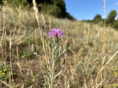 Centaurea stoebe stoebe