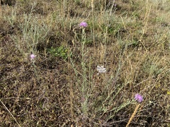 Centaurea stoebe stoebe