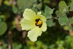 Hibiscus surattensis