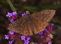 Erynnis propertius