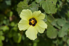 Hibiscus surattensis