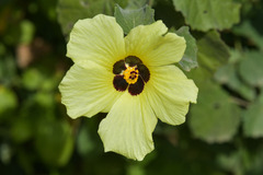 Hibiscus surattensis