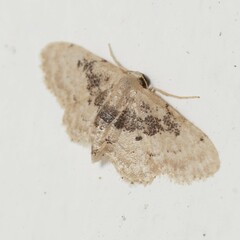 Idaea intermedia
