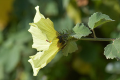 Hibiscus surattensis