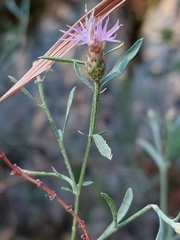 Centaurea langei