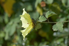 Hibiscus surattensis