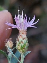 Centaurea langei