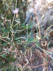 Centaurea langei