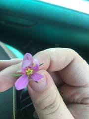 Sabatia campanulata